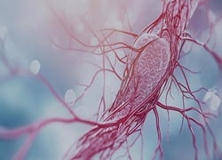 R01_D01_HLS GO KAEA VascularGraft_061025_VJ_JY3