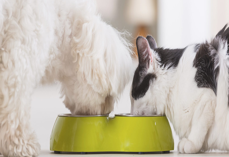 Are You Leveraging the Top Megatrends to Grow in the Pet Food Ingredients Industry?