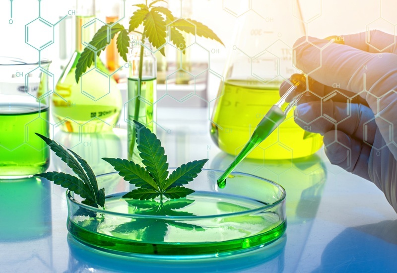 Frost Radar™: What Are the Top Companies Redefining the Future of the Cannabinoids Landscape?